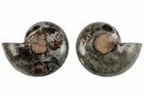 Cut/Polished Ammonite (Phylloceras?) Pair - Unusual Black Color #166031-1